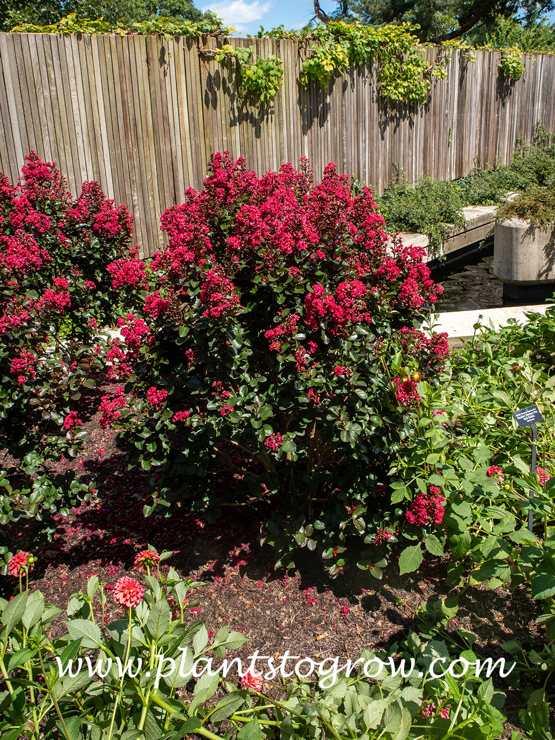 Cherry Mocha Crepe Myrtles (Lagerstroemia)
